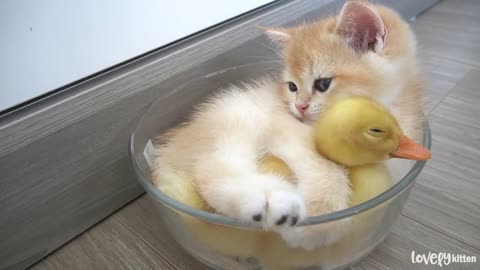 This kitten is madly in love with the duckling