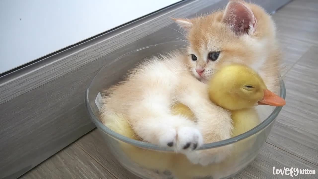 This kitten is madly in love with the duckling