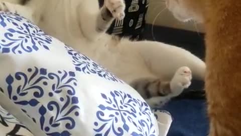 My Cats Fight