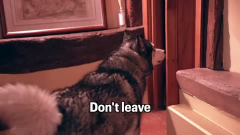 Husky Loses Control When Family Returns & Tells Them Off For Leaving!