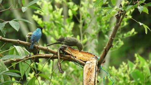 Birds Chirping | Beaitiful Nature