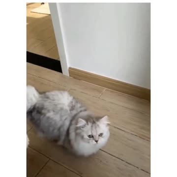 Is there an Oscar for cats? 🐈 Joy Funny Factory