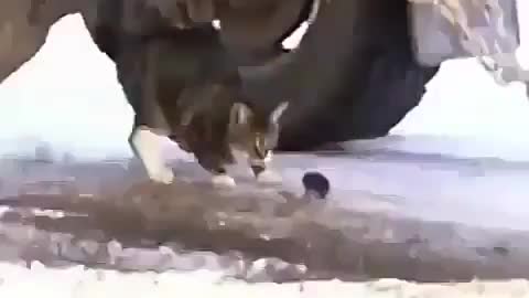 Tom and Jerry in real life fighting with each other