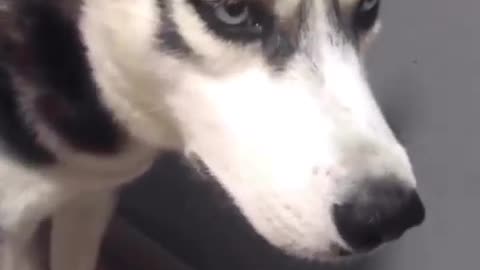 Unleash the Fun: How Dogs Bring Joy and Laughter into Our Lives