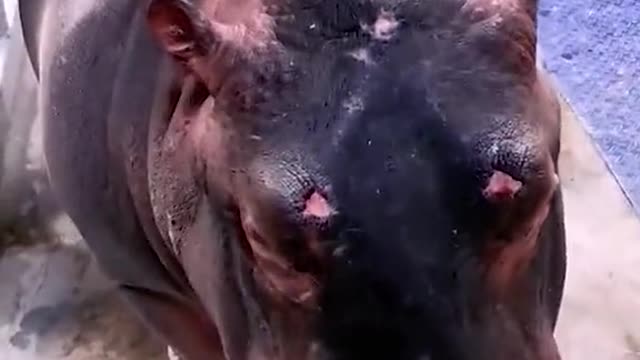 Is It the hole in my mouth?