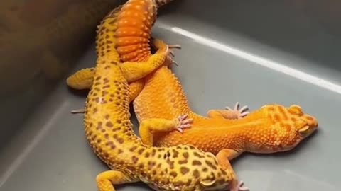 gecko mating process