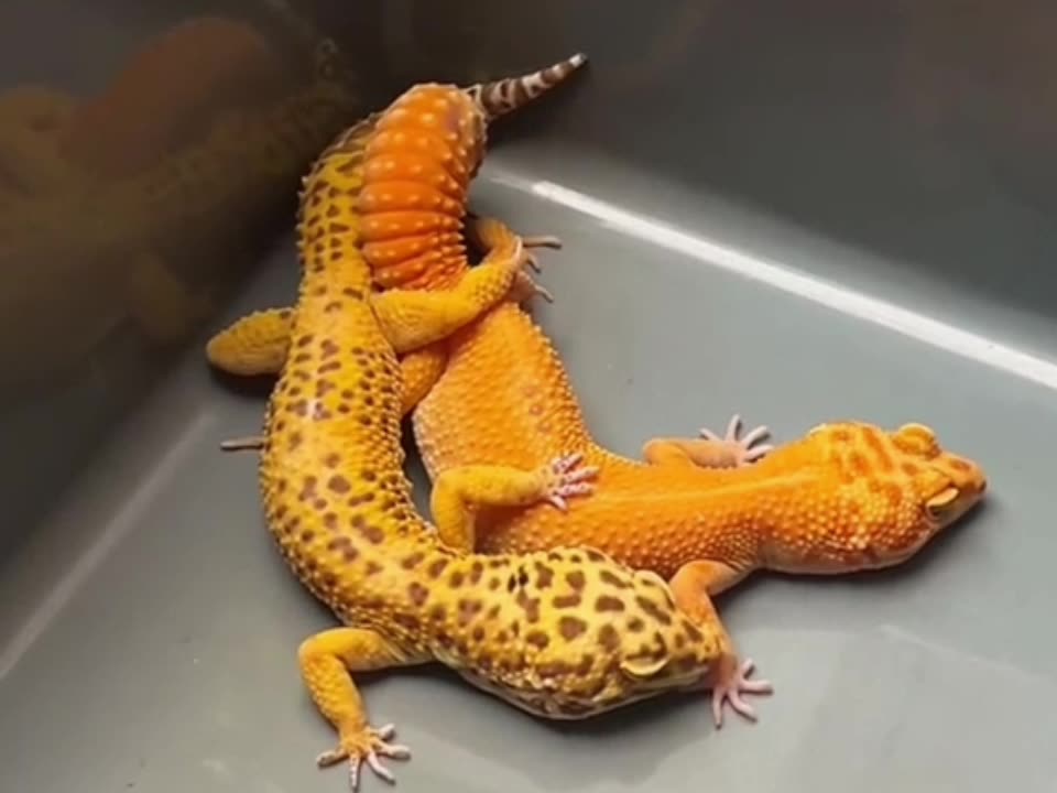 gecko mating process