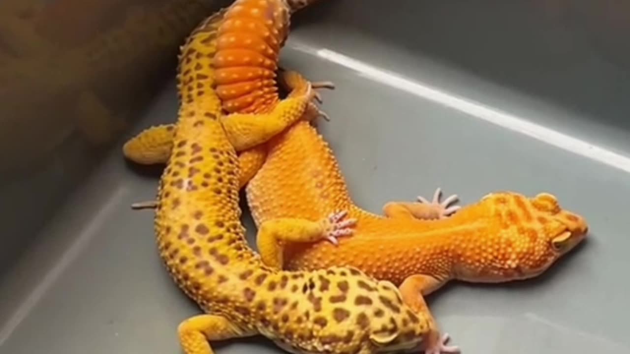 gecko mating process