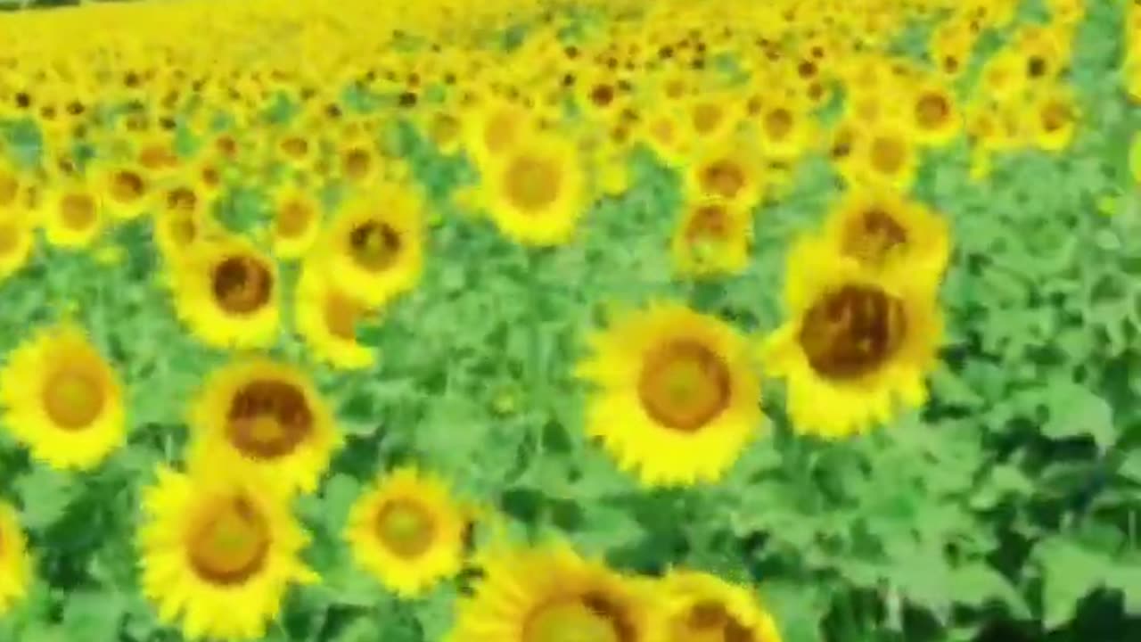 Relaxing Music | Sleeping, Meditation, Stress Relief | [7896] ⭐️