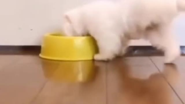 funny dog