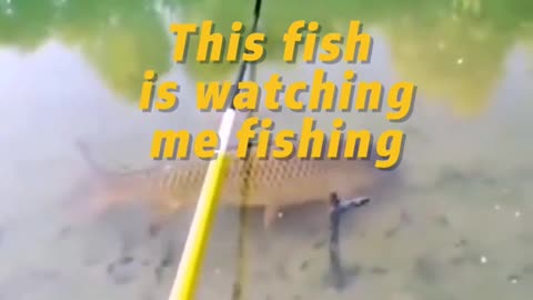 This fish is watching me fishing