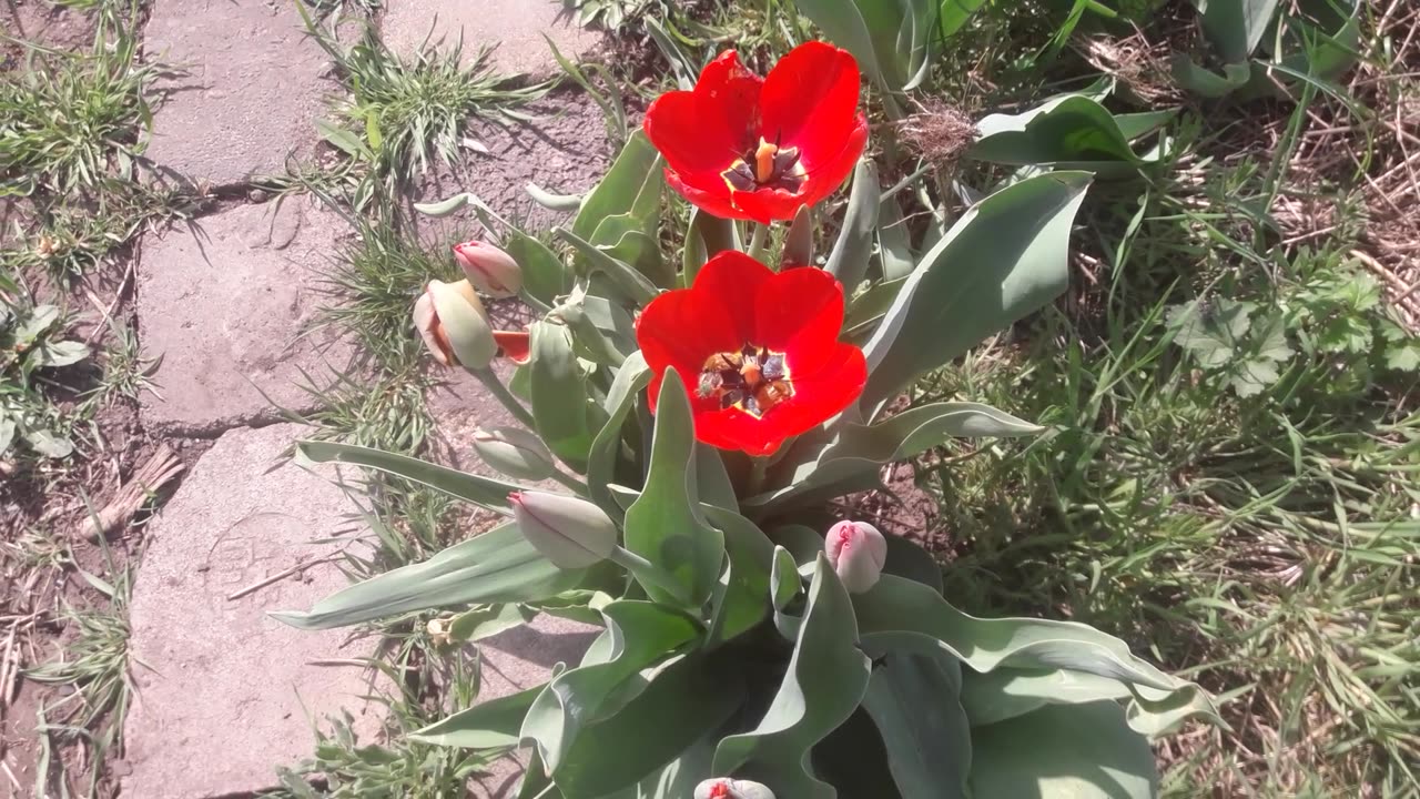 Beautiful tulips