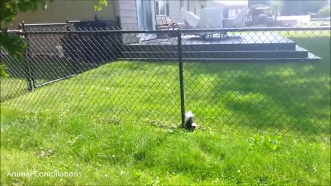 Baby Skunks so cute