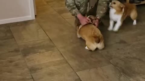 PUPS GREET 😘THEIR SOLDIER DADDY