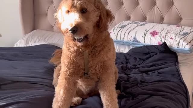 Cute gold doodle wants to play but be afraid of strangers