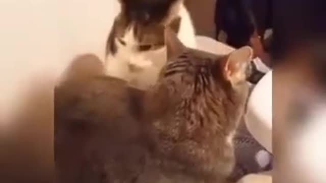 Gatos Graciosos, Suscríbete si te Hizo Reír Este Video