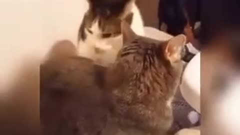 Gatos Graciosos, Suscríbete si te Hizo Reír Este Video