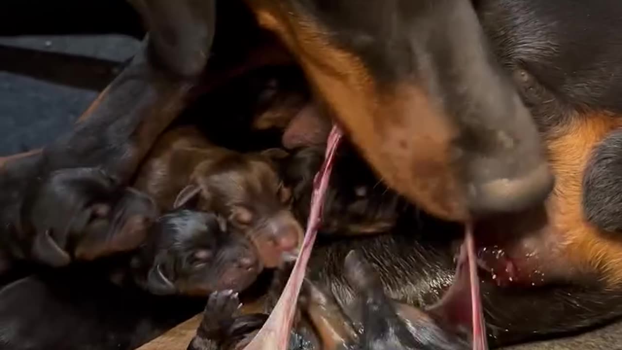 Trigger warning- puppy delivery. Cute pie.