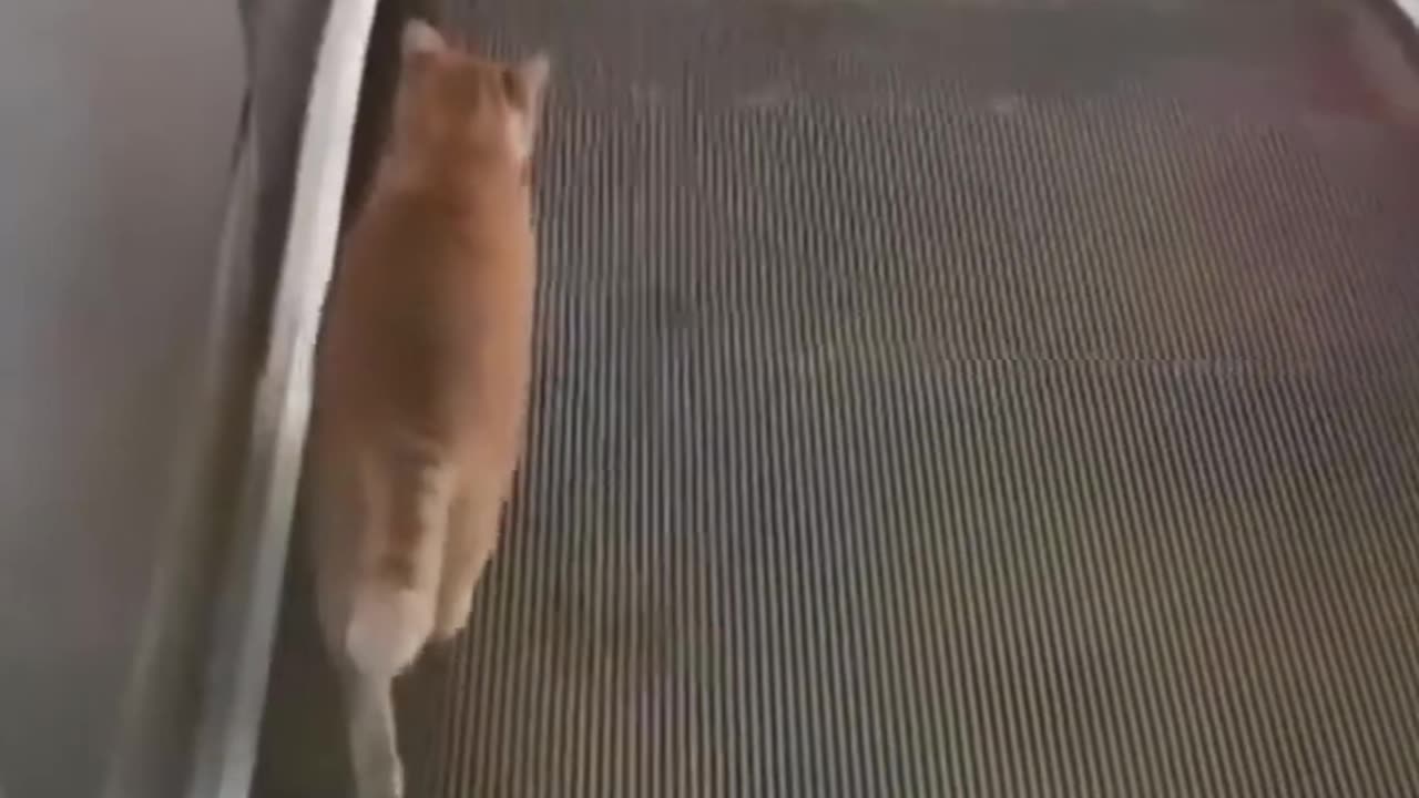 Best Funniest Animals Video