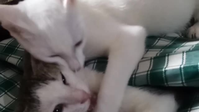 My Cats Play Fighting with ASMR cat Sound