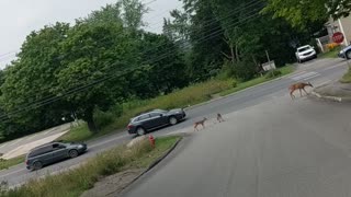 three deer downtown