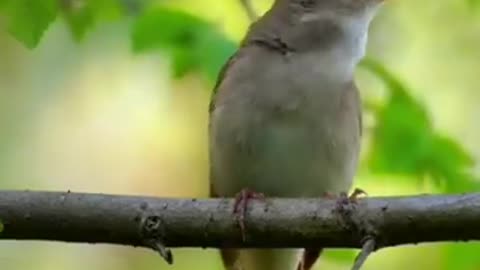 Beautiful bird sounds in the world6