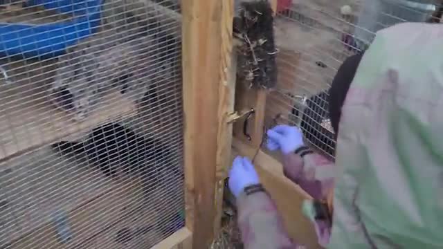 Featuring our new mink enclosure