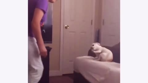 Crazy Funny Dog Videos Guaranteed to Make You Laugh