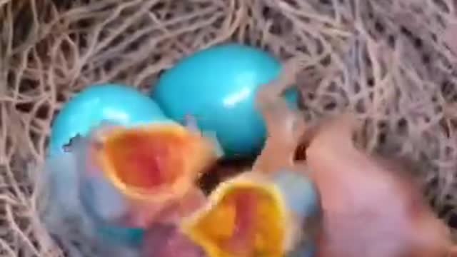 Little cute birds video