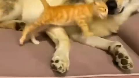 Funny videos