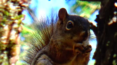 Red Squirrel