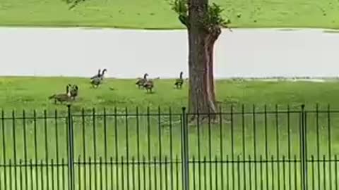 Geese central