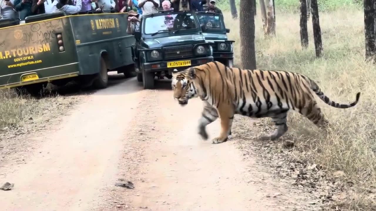 Tiger Crossing the Road