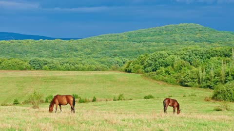 10 MINUTES of BEAUTIFUL BAY HORSES | BEST Relaxing Music, Meditation, Stress Relief, Calm | TVM