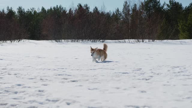 Adorable Dog Running on Outdoor Cover with Snow