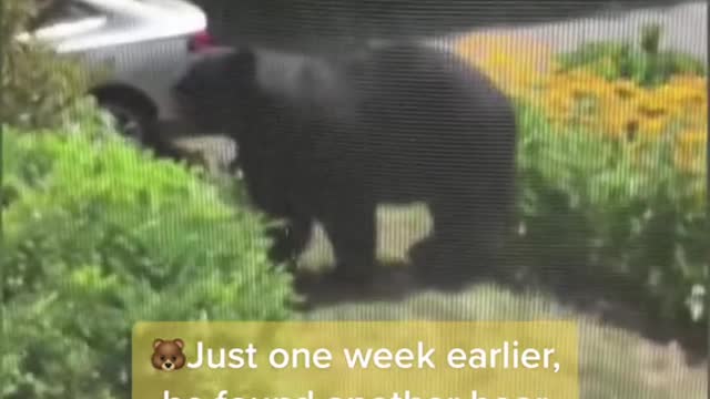 This bear broke into aConnecticut family'shouse while they were in the backyard