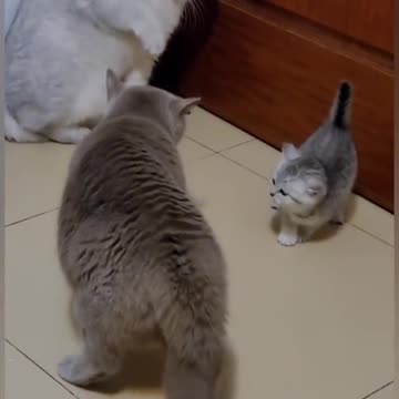 Cat is Funny #shorts