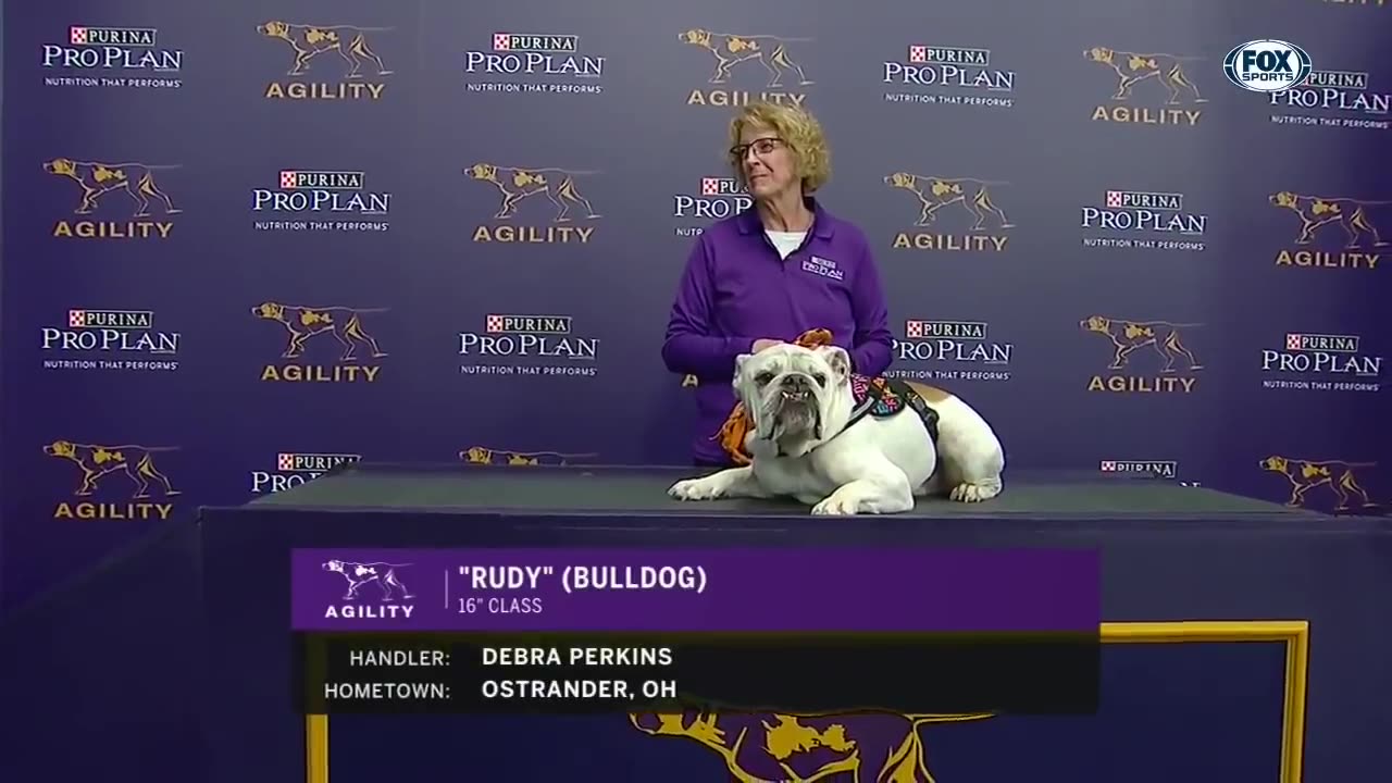 Rudy the bulldog