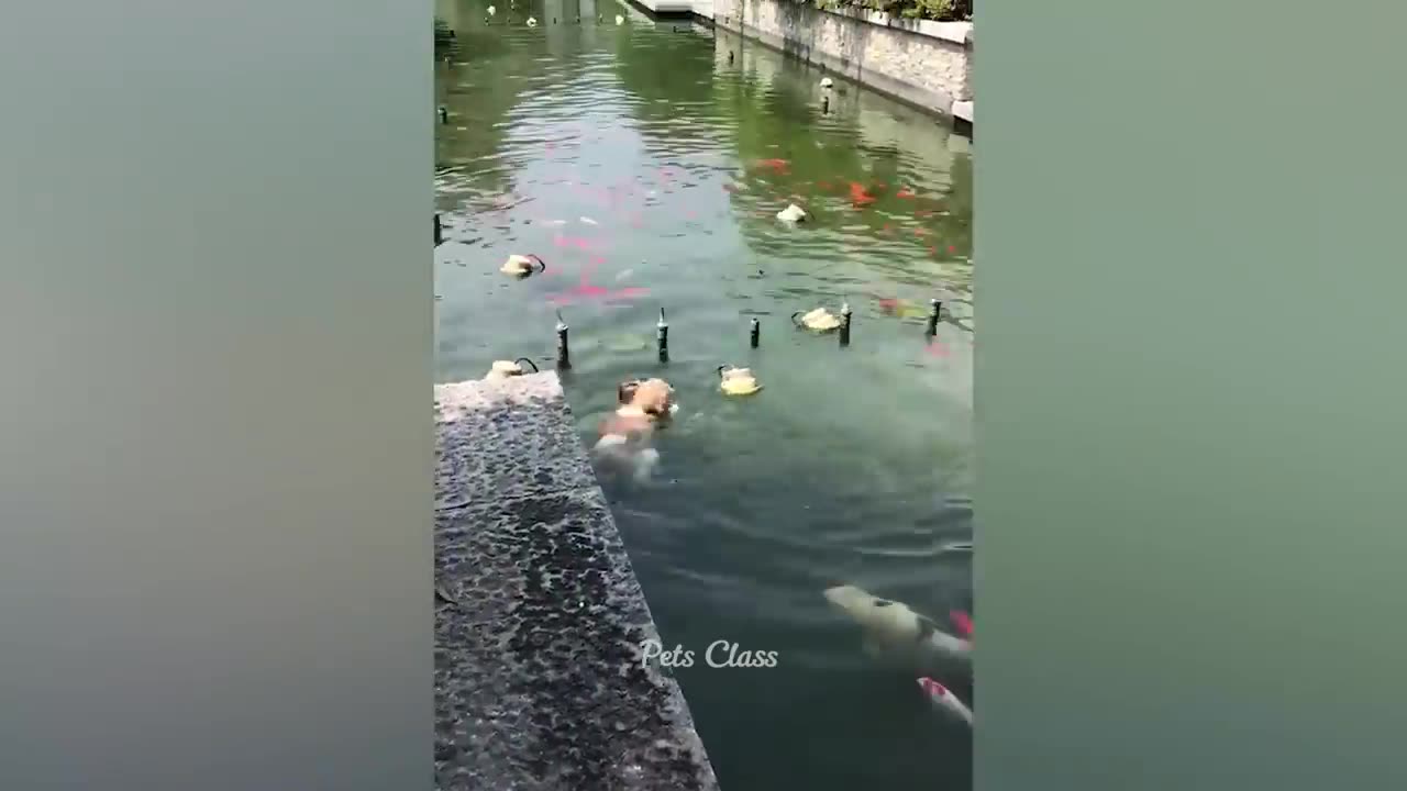 Funniest Animals 2023 π Funny Cats and Dogs Videos πΊπΆ Part 1