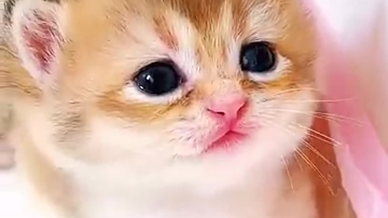 cute cat new born funny