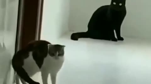 Funny Cat Video