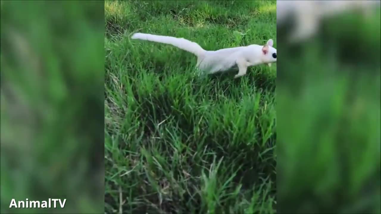 SUGAR GLIDERS flying and being cute!