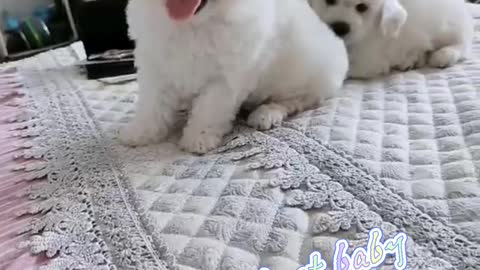 Two little snowball dogs