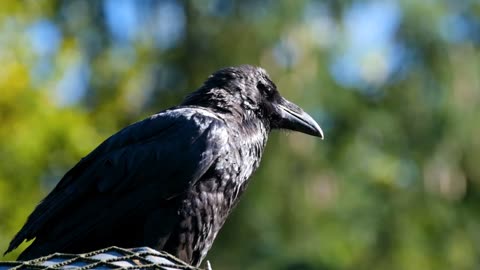 Crow