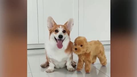 Dogs help toy 🧸🧸