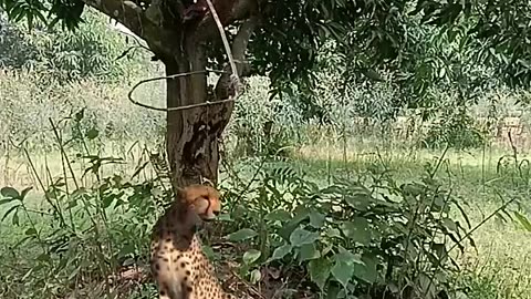 catching leopard 🐆🐆