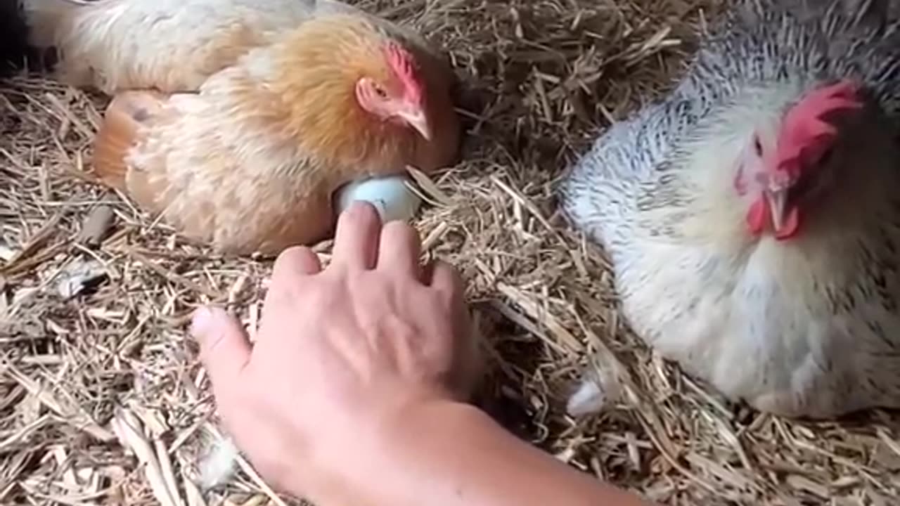 Suffering in taking eggs from under the chicken 😮