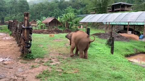 OMG I Love Baby Elephants!