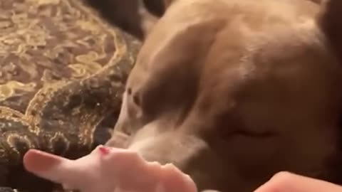 Funny cat & funny dogs 🐕😁😁#2023