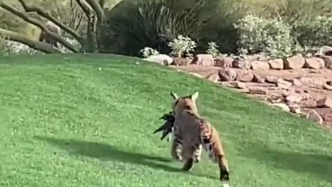 National Geographic on the Gold Course!!! | Bird Taken Down by Big Cat